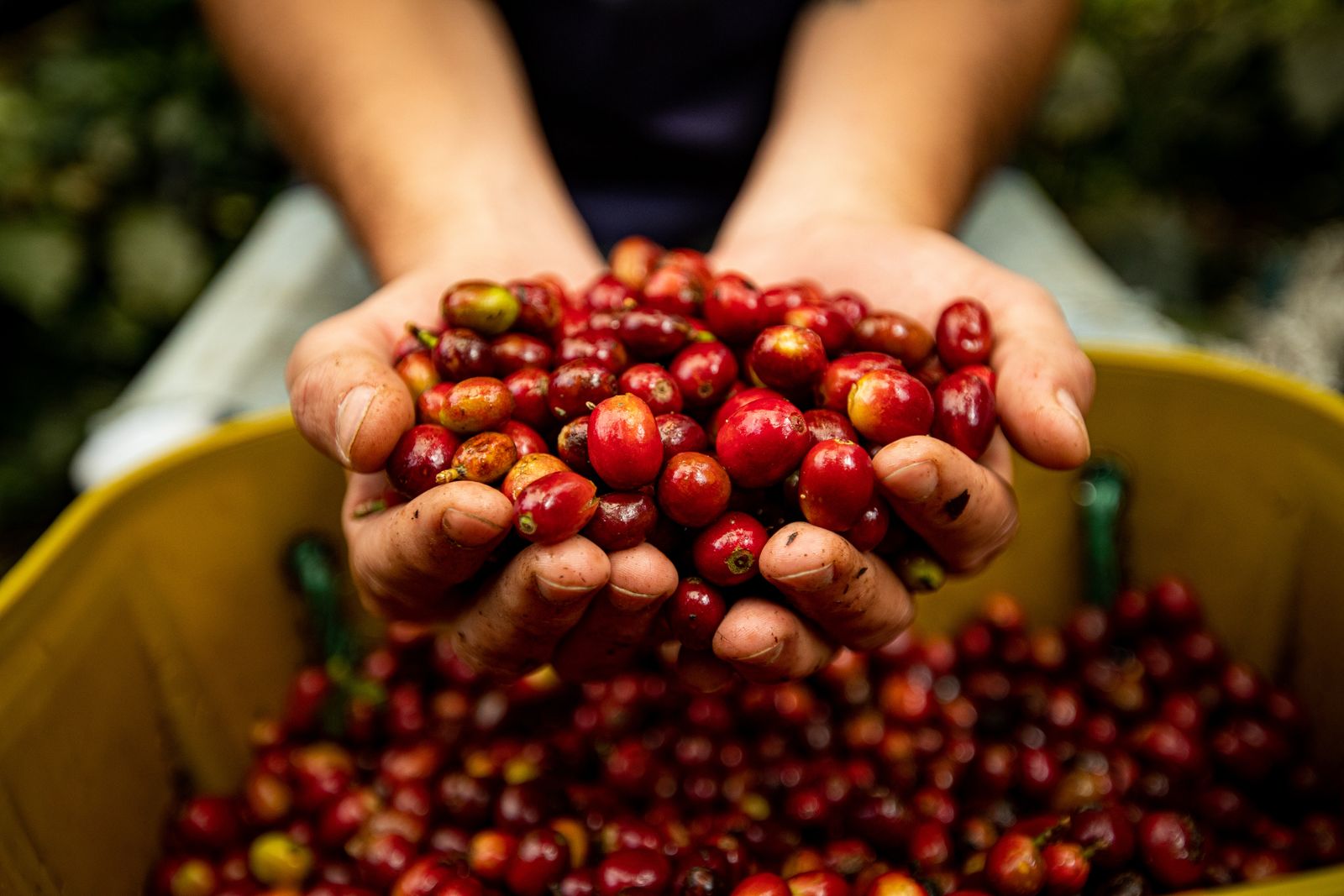 Mãos de agricultor segurando cerejas de café maduras na colheita
